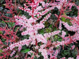 Astilbe simplicifolia 'Hennie Graafland'