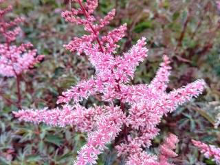 Astilbe simplicifolia 'Key West'