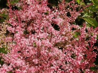 Astilbe simplicifolia 'Inshriach Pink'