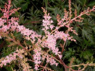 Astilbe simpliciflolia 'Sprite'