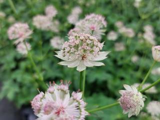Astrantia hybride 'Buckland'
