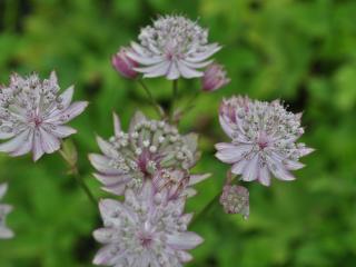 Astrantia major