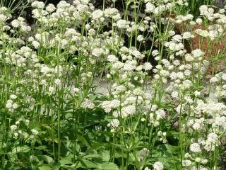 Astrantia major 'Alba'