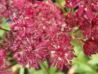 Astrantia major 'Claret'