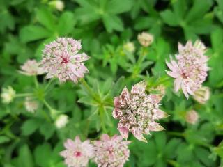 Astrantia major 'Florence' (PBR)