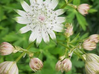 Astrantia major 'Shaggy'