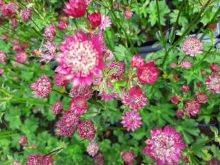 Astrantia hybride 'Moulin Rouge' (PBR)