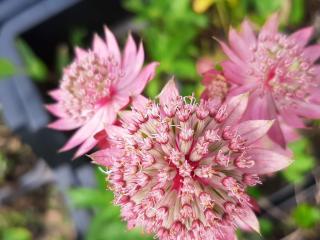 Astrantia major 'Pink Button' ®