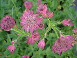 Astrantia major 'Roma' (PBR)