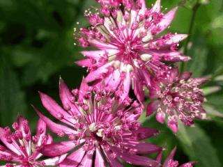 Astrantia major 'Ruby Wedding'