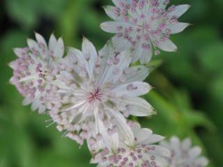 Astrantia major 'Snow Star' (PBR)