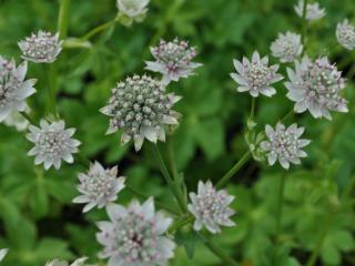 Astrantia major 'Star of Billion' (PBR)