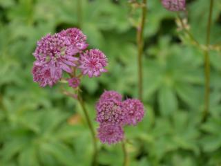 Astrantia major 'Star of Beauty' (PBR)