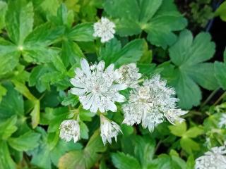 Astrantia major 'Superstar' (PBR)