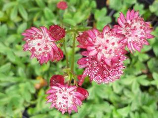 Astrantia major 'Venice'