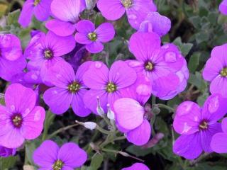 Aubrieta hybride 'Blaumeise'