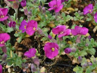 Aubrieta hybride 'Bressingham Red'