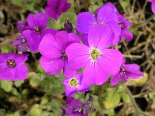 Aubrieta hybride 'Cascade Purple'