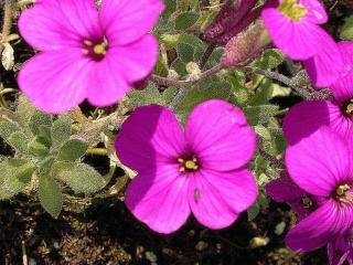 Aubrieta hybride 'Cascade Red'