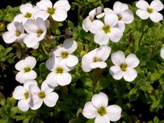 Aubrieta hybride 'Fiona'