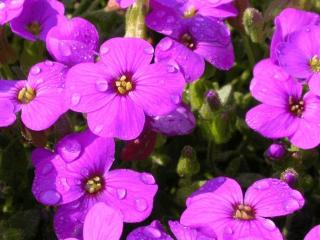 Aubrieta hybride 'Hamburger Stadtpark'