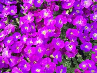 Aubrieta hybride 'Kitte'