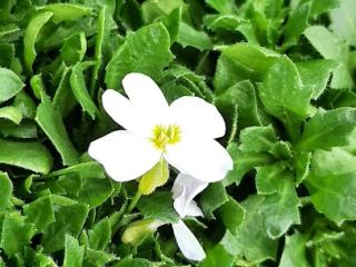 Aubrieta 'Regado White'