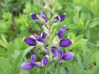 Baptisia australis 'Blueberry Sunday' (PBR)