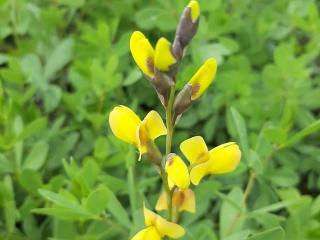 Baptisia australis 'Solar Flare'