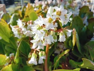 Bergenia hybride 'Bressingham White'