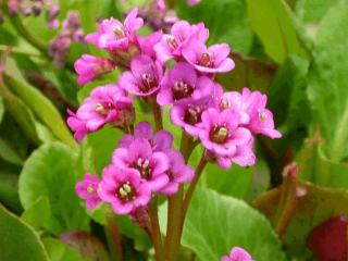 Bergenia cordifolia