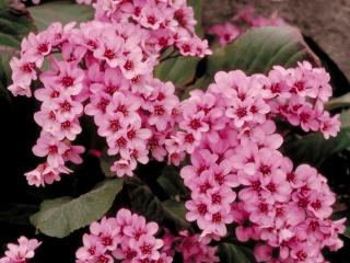 Bergenia cordifolia 'Purpurea'