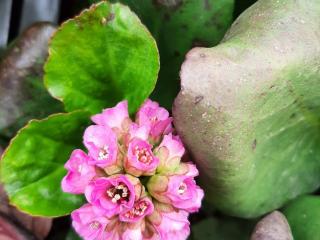 Bergenia cordifolia 'Rotblum'