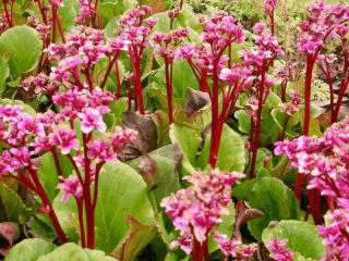 Bergenia hybride 'Abendglut'