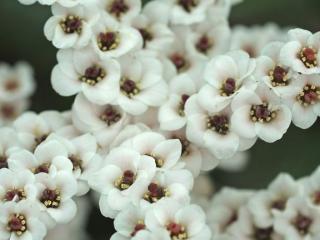 Bergenia hybride 'Bach'