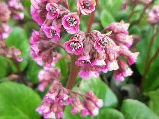 Bergenia hybride 'Bartok'