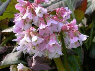 Bergenia hybride 'Baby Doll'