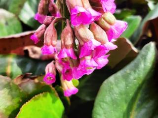 Bergenia hybride 'Claire Maxine'