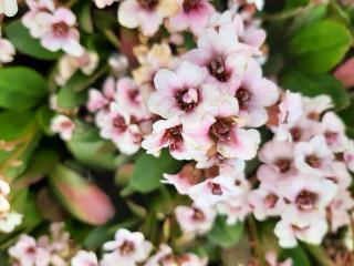 Bergenia hybride 'Dragonfly Angel Kiss'' ®