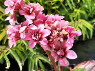 Bergenia hybride 'Dragonfly Sakura' ®