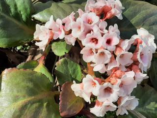 Bergenia hybride 'Herbstblüte'