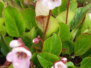 Bergenia hybride 'Harzkristall'