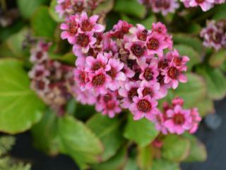 Bergenia hybride 'Morgenröte'