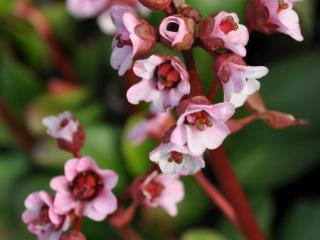 Bergenia hybride 'Silberlicht'