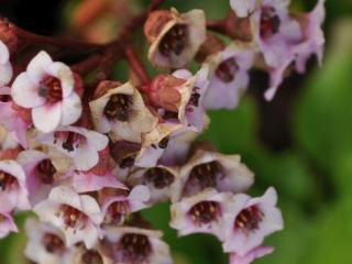 Bergenia purpurascens