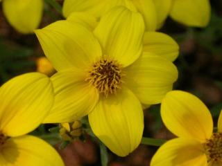 Bidens heterophylla 'Lemon Drop'