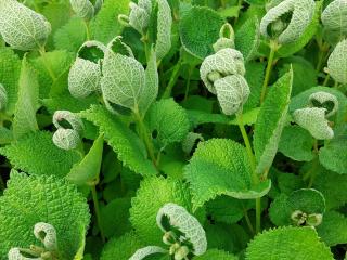 Boehmeria biloba