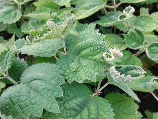 Boehmeria plantanifolia