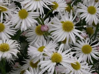 Boltonia asteroides var. latisquama