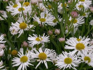 Boltonia asteroides 'Snowbank'